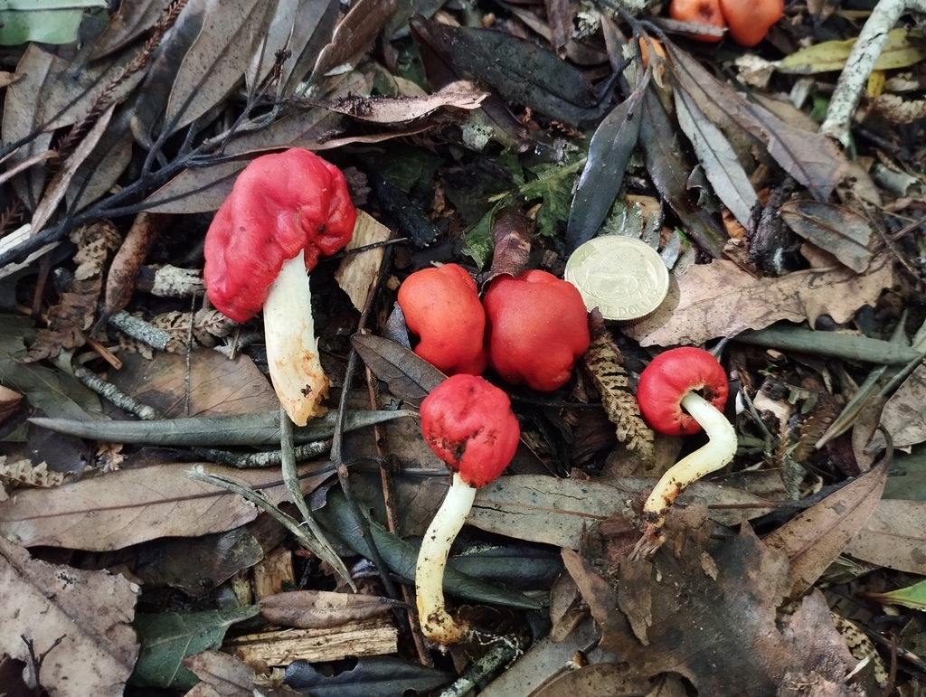 Leratiomyces erythrocephalus · June 2025 · photo: © geoffr (iNaturalist, cc0)