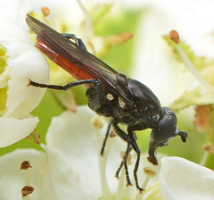 Chalcosyrphus piger