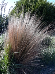 Chionochloa rubra