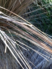 Chionochloa rubra