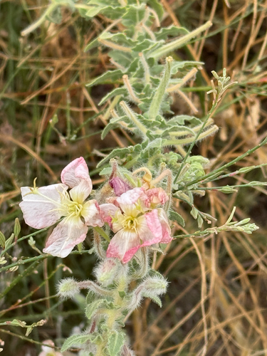 Engelmann's Evening Primrose (Oenothera engelmannii)