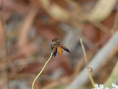 Galactomyia