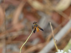 Galactomyia