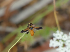 Galactomyia