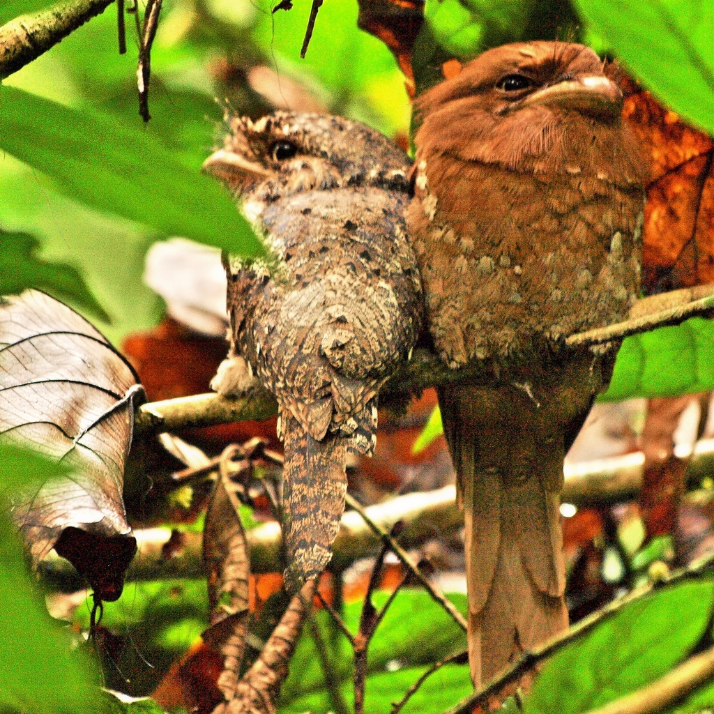 Asian Frogmouths