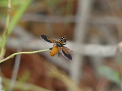 Galactomyia
