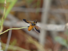 Galactomyia