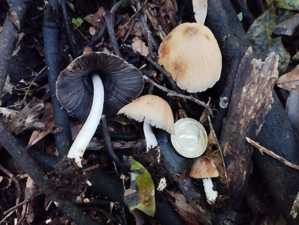 Coprinellus maluri-cyanei · June 2025 · photo: © geoffr (iNaturalist, cc0)