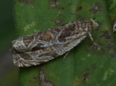 Olethreutes tilianum
