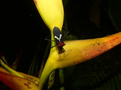 Leptoscelis militaris