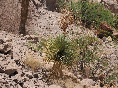 Yucca rostrata (Yucca rostrata)