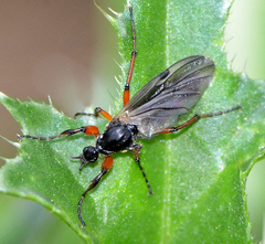 Bibio xanthopus