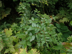 Rosa nitida