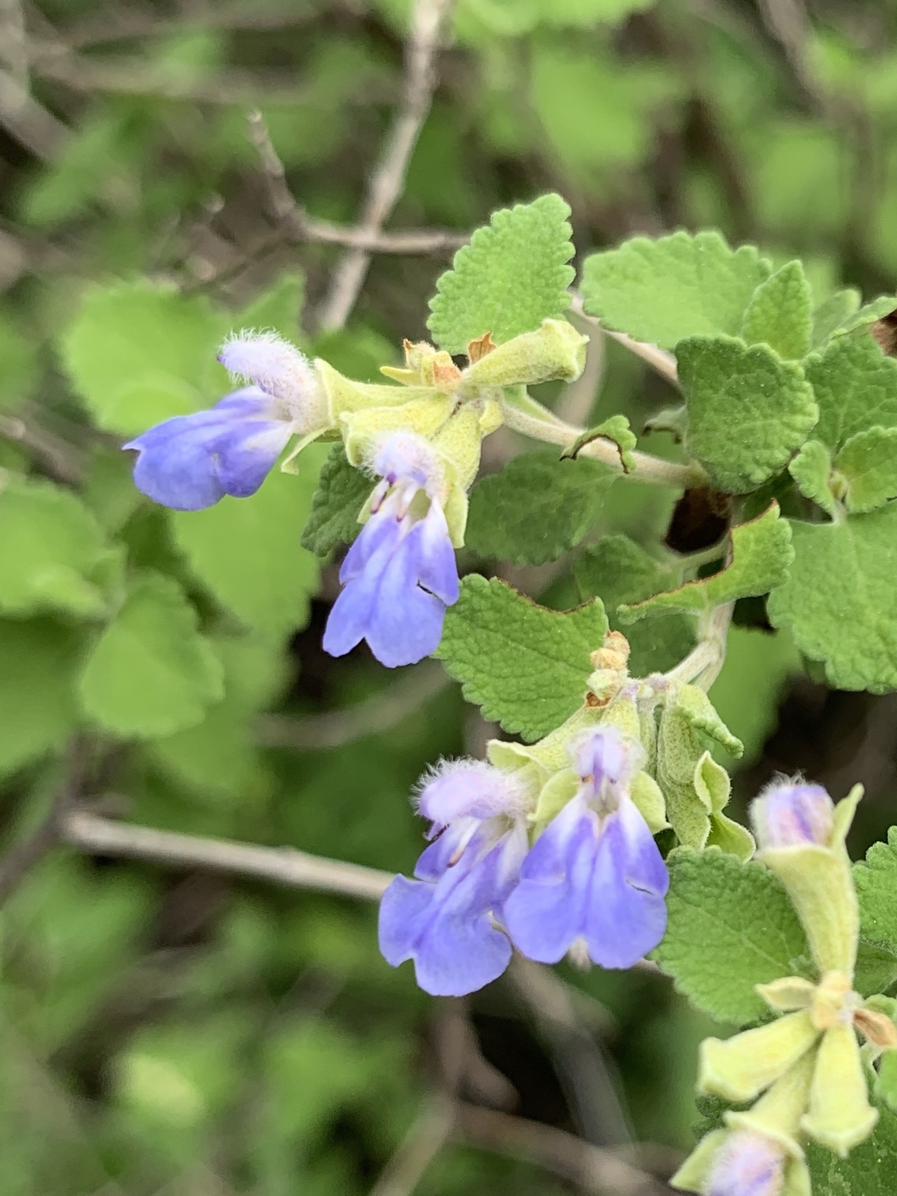 Salvia ballotiflora