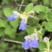 Shrubby Blue Sage - Photo (c) Salvador, some rights reserved (CC BY-NC), uploaded by Salvador