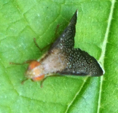 Eutreta noveboracensis