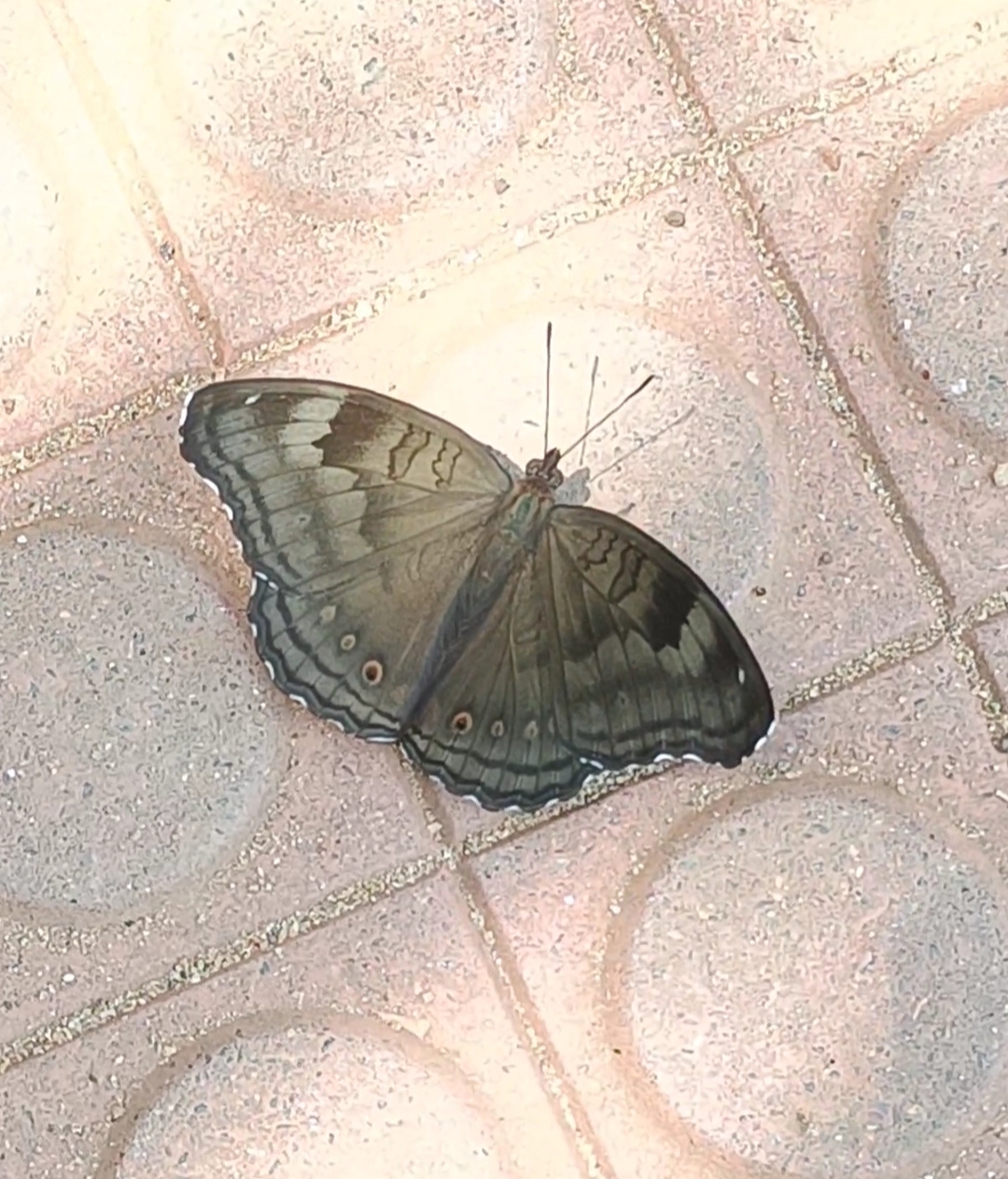 Chocolate Pansy
