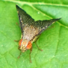 Eutreta noveboracensis