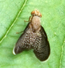 Eutreta noveboracensis