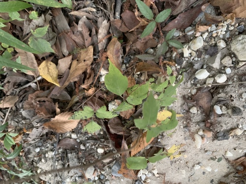 Toxicodendron radicans image