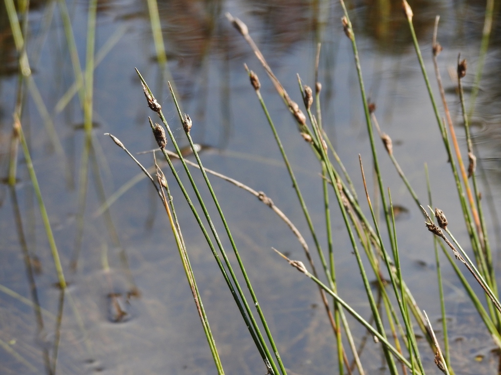water bulrush (Sedges of New York ) · iNaturalist
