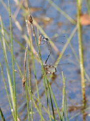 Schoenoplectus subterminalis