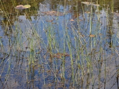 Schoenoplectus subterminalis