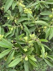 Neopringlea
