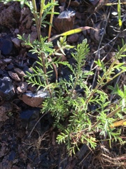 Achillea filipendulina