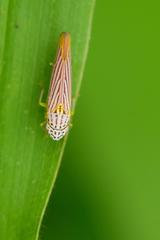 Graphocephala aurora