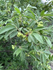 Neopringlea
