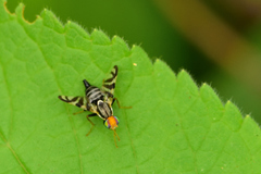 Rhagoletis striatella