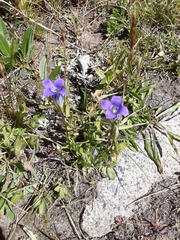 Gentianeae
