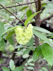 Neopringlea