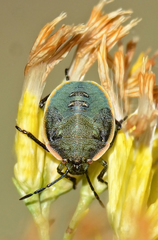 Chlorochroa sayi