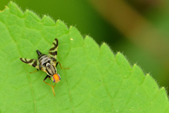Rhagoletis striatella
