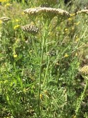 Achillea filipendulina