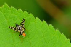 Rhagoletis striatella