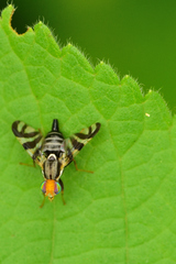 Rhagoletis striatella