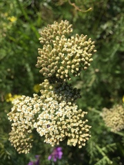 Achillea filipendulina
