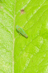 Graphocephala rufimargo