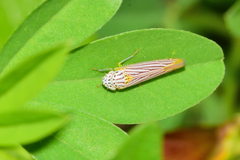 Graphocephala aurora