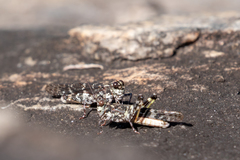 Trimerotropis saxatilis