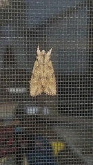 Lithophane disposita