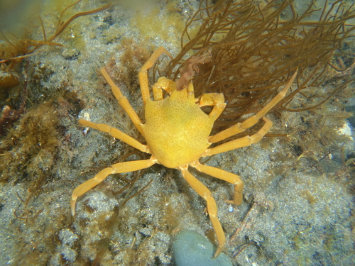 Northern Kelp Crab, photo 4 of 8