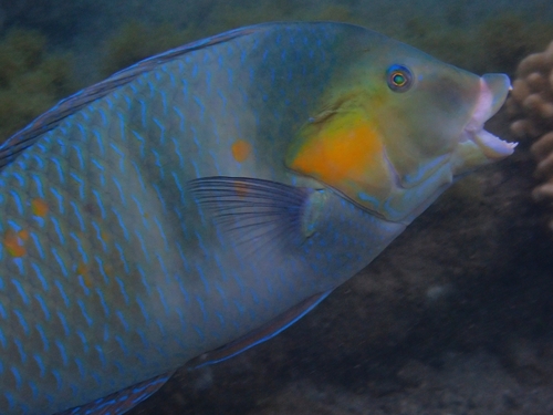 Nichols' lipvis (Halichoeres nicholsi) — Labridae — 2
