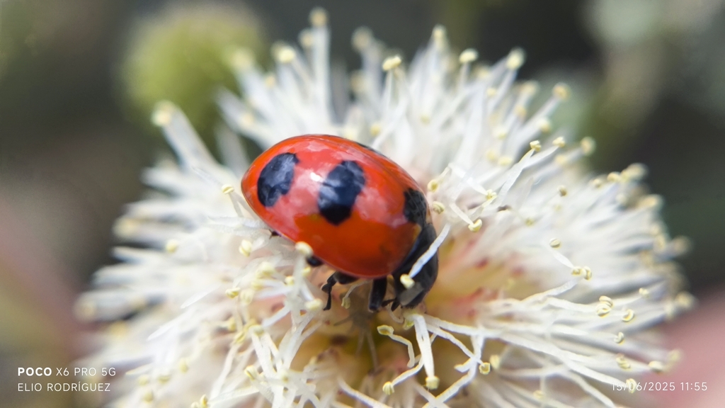 Trivial Lady Beetle