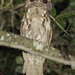 Marbled Frogmouth - Photo (c) Jerry Oldenettel, some rights reserved (CC BY-NC-SA)