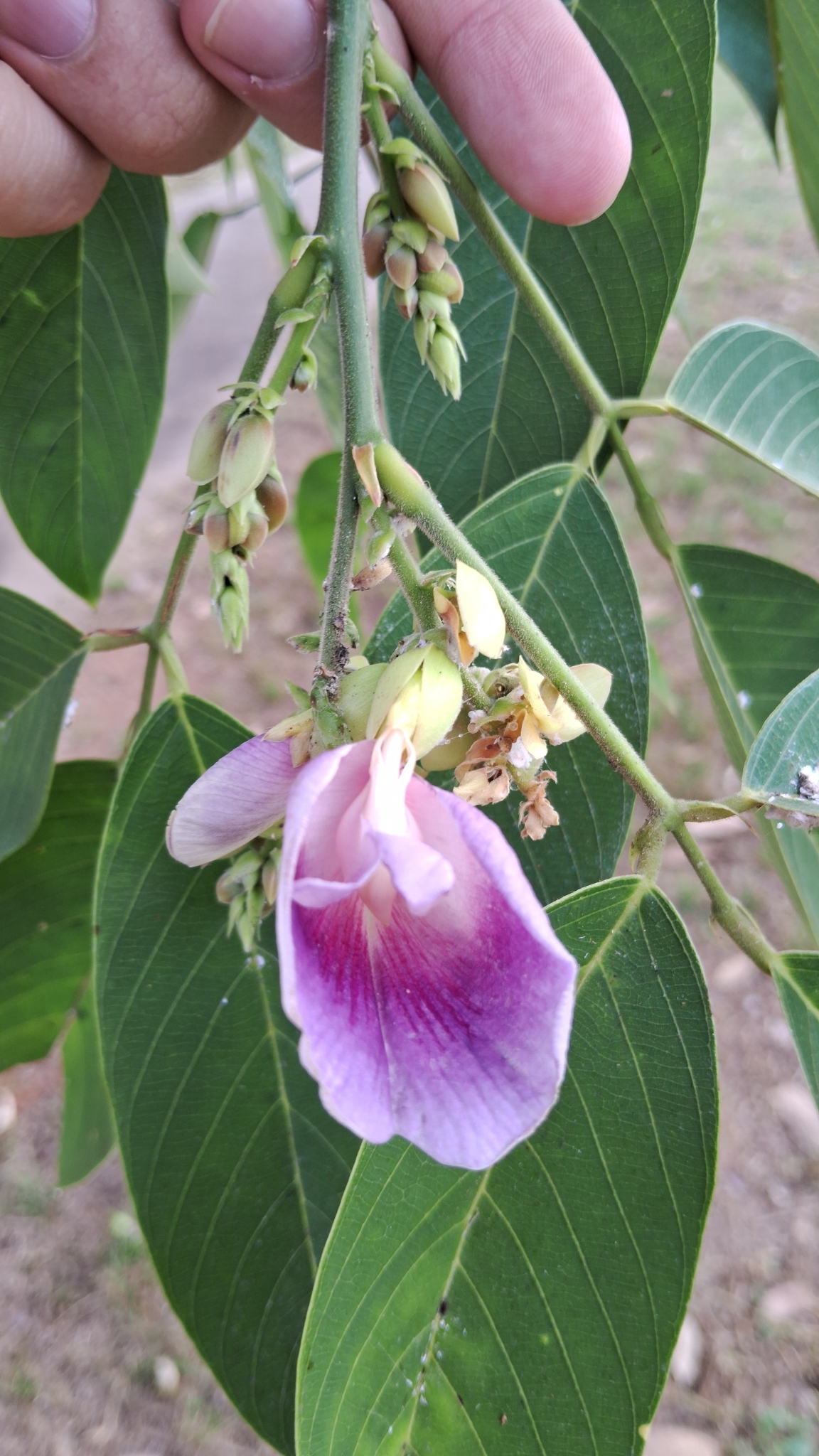 Clitoria fairchildiana