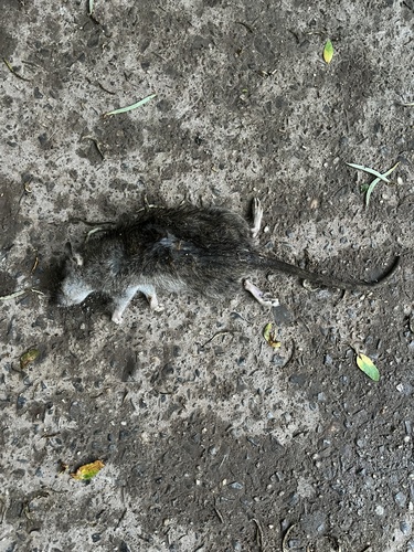 Rat photographed near here on 2025-06-15